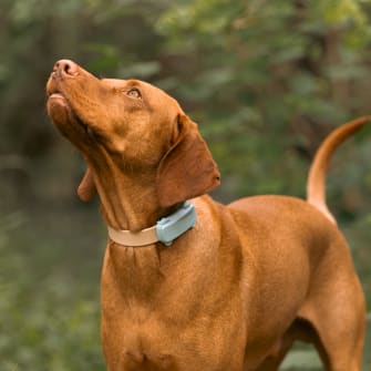 Perro con localizador GPS y vista previa de la aplicación Tractive GPS