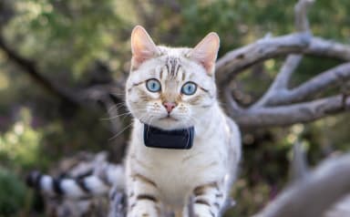 Gato en el tronco de un árbol