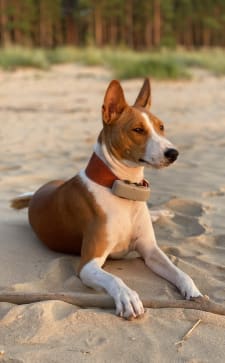 Un Basenji con localizador Tractive GPS para perros