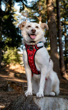 Un perro con localizador Tractive GPS para perros