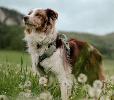 Perro en un campo