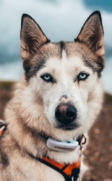 Un Husky con un localizador Tractive GPS para perros