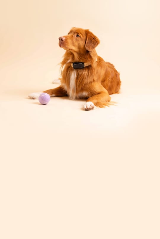 Imagen de un perro con una pelota de tenis en el suelo